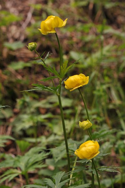 109 Botton d oro.JPG